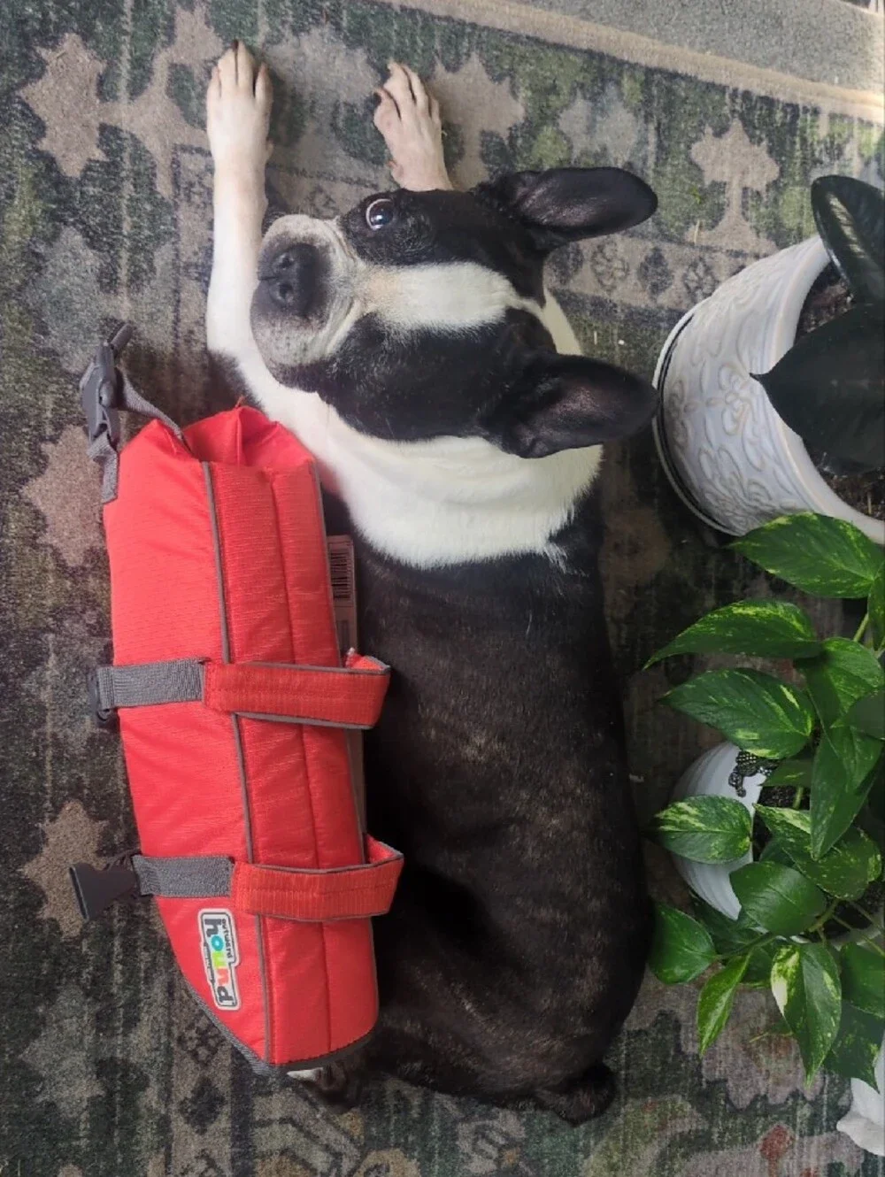 NWT Outward Hound Dog Life Jacket with Velcro & Buckle Straps